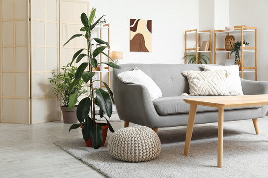 Modern interior of living room with grey sofa and ficus plant