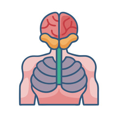 Simplified anatomical illustration featuring human brain lungs and torso