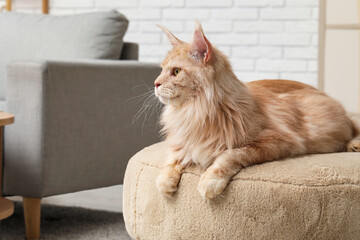 Cute Maine Coon cat lying on pouf in living room
