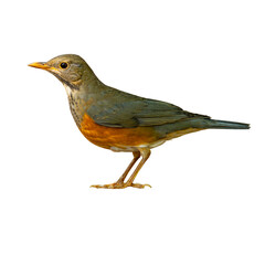 Black-breasted Thrush female shown in side profile, displaying soft olive tones, warm orange underparts, and a calm stance on a white background