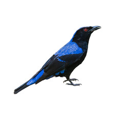 Asian Fairy-bluebird perched elegantly, showcasing deep blue and black plumage with a striking red eye against a clean white background