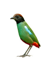 Hooded Pitta standing upright, showcasing emerald green plumage, black hooded head, and bright red undertail on a white background