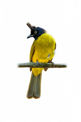 Black-crested Bulbul perched calmly, displaying bright yellow body, bold black crest, and alert gaze against a clean white background