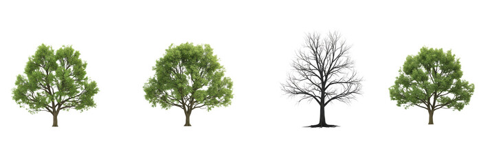 Set of Lush Green Deciduous Trees and a Bare Winter Tree, Oil Paint Style, Isolated on Transparent Background, PNG