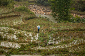 Beautiful rice fields on a cloudy afternoon on the outskirts of Sapa, Vietnam