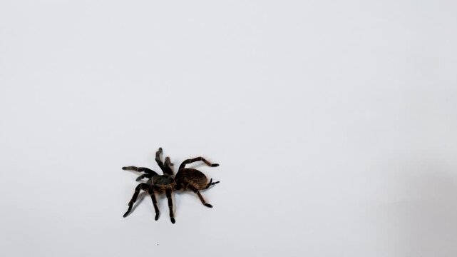 Hairy Tarantula Walking Across Clean White Studio Background