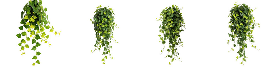 Set of Hanging Ivy Plants with Lush Green Vines, Oil Paint Style, Isolated on Transparent Background, PNG © khan saib
