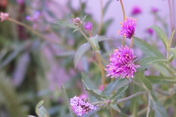 close up of lavender flowers
