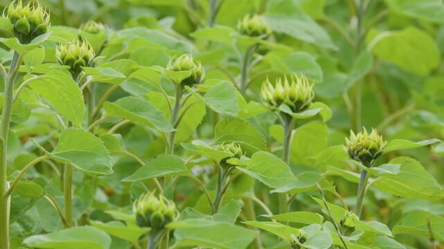 Panning Shot of Unopened Sunflower Buds in a Scottish Field