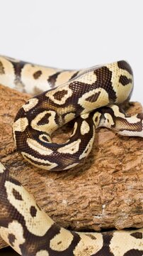 Ball python slowly exploring cork bark in studio closeup