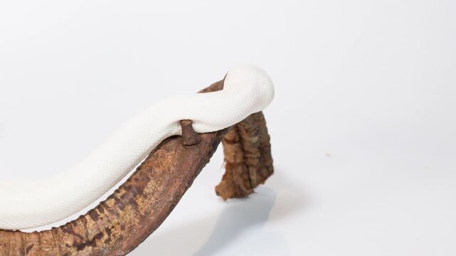 White Snake Slowly Crawling Along Curved Wooden Branch