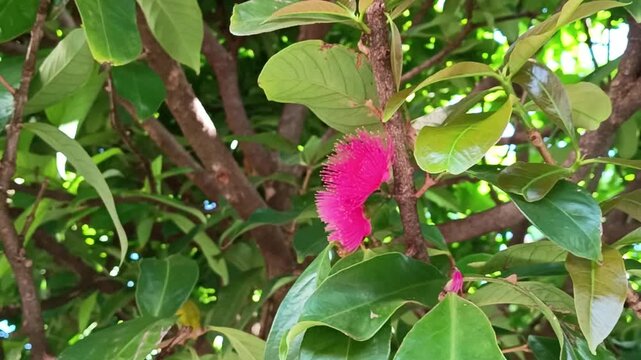 Red water apple (Syzygium samarangense) flowers on a tree branch among green leaves.