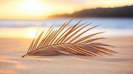 Dry brittle palm fronds lying on parched sand at the beach during sunset