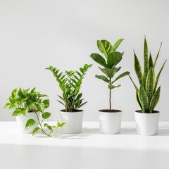 Obraz premium Collection of indoor houseplants in white pots