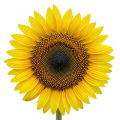 Fototapeta premium Vibrant sunflower in full bloom