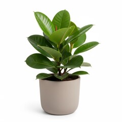 Potted green leaf plant in beige pot