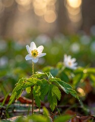 Close-up of delicate white wildflowers with a warm, sunlit bokeh