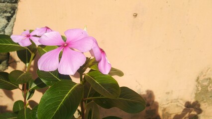 Pink Periwinkle Flowers Against a Peach Textured Wall in Bright Sunlight with Copy Space