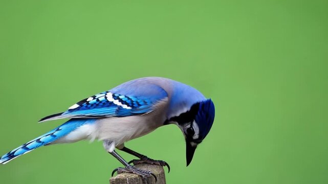 Vibrant blue jay perched on wooden post against green background