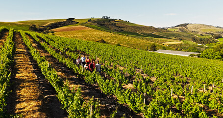 Aerial, vineyard and people at farm in nature, outdoor and above for crops with eco friendly...