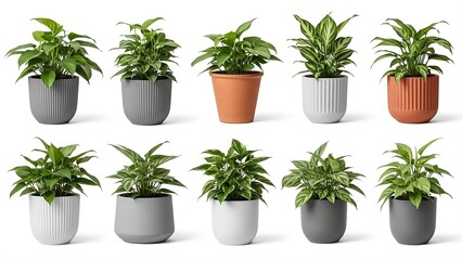 Ten diverse potted houseplants with varying leaf textures and colors, displayed in a grid of ten different planters including grey, white, and