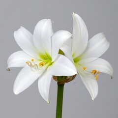 Fototapeta premium Close-up of two elegant white flowers with yellow stamens and green centers