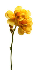 Vibrant yellow freesia flowers on green stem isolated on white background
