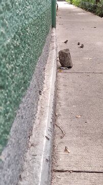 Many small sparrows walking through the city streets during the day. Muchos peque&ntilde;os gorriones caminando por las calles de la ciudad en el d&iacute;a(194)