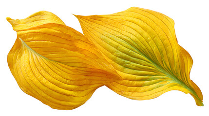 Vibrant yellow leaves with green veins on white background