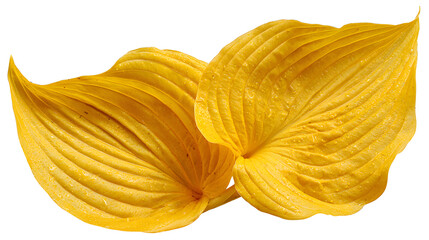 Vibrant yellow hosta leaves with water droplets on white background