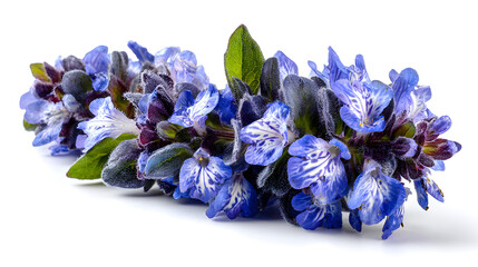 Vibrant blue and purple flowers with green leaves on white background