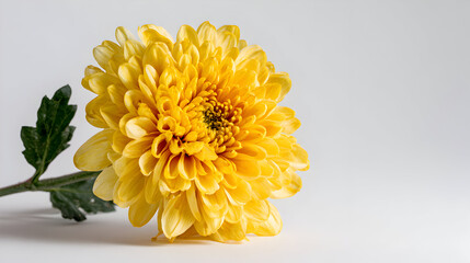 Vibrant yellow chrysanthemum flower with green leaves on white background