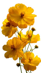 Vibrant yellow flowers adding warm natural beauty to any setting
