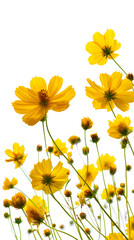 Vibrant yellow flowers blooming in a sunny garden setting