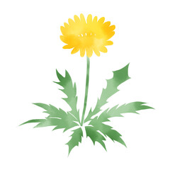 Simple watercolor illustration of a dandelion