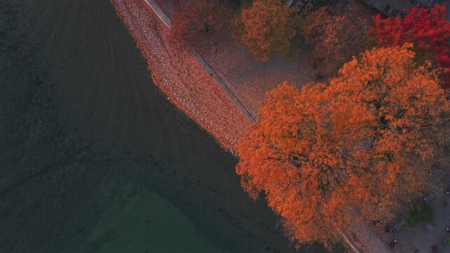 Obersee Bodensee Landau marina harbor view fall golden yellow red orange autumn leaves trees shoreline beach wall Germany Switzerland aerial drone Lake Constance European Bavarian island upward circle