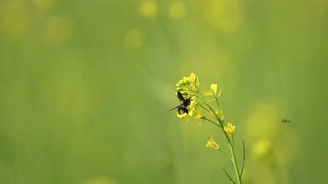 An intimate view of Campsomeriella collaris on a mustard flower. The wasp's dark, hairy body contrasts with the yellow petals, as a small bee approaches for its turn.