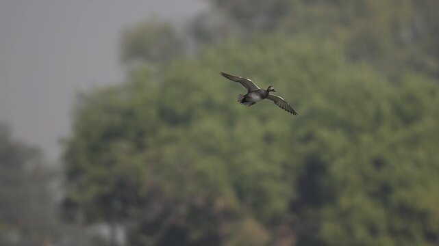 A pair of Gadwall ducks (Mareca strepera) coming in for a landing on a calm lake. Their wings are fully extended, revealing the characteristic white wing patches.