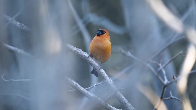 A vibrant male Orange Bullfinch (Pyrrhula aurantiaca) perched on a twig within a dense bush. Its striking orange body and black face contrast beautifully with the foliage.