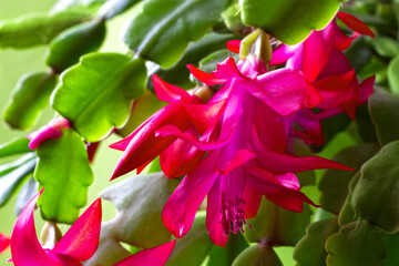 Beautiful, vibrant flowers of the Schlumbergera Christmas Cactus. A flowering ornamental plant called the Decembrist