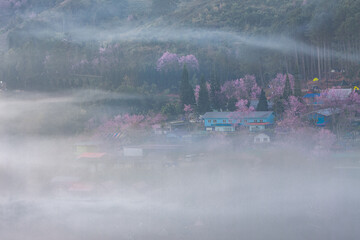 Fototapeta premium The beauty of the Wild Himalayan cherry blossoms and the morning mist at Ban Rong Kla village during the winter season, around mid to late January, Phu Hin Rong Kla, Phitsanulok 
