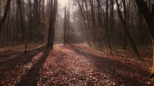 A serene forest path covered in fallen leaves with sunbeams filtering through the trees, casting long shadows on the ground in an autumnal woodland scene.