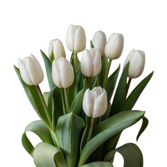 A Bouquet of Fresh White Tulips