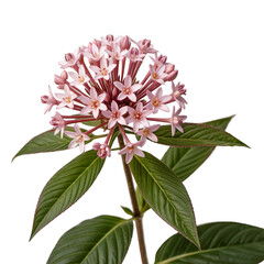 Beautiful Cluster of Pink Pentas Flowers