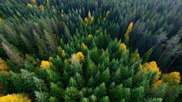 An breathtaking aerial view showcases a vibrant forest canopy, displaying a stunning mosaic of deep green evergreen trees beautifully interspersed with brilliant patches of golden yellow foliage. The 