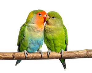 Fototapeta premium cute parakeet couple in love, isolated on white background PNG.AI Generated.