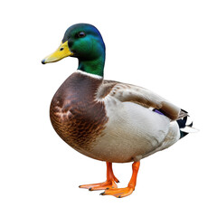 Fototapeta premium Mallard duck isolated on transparent background