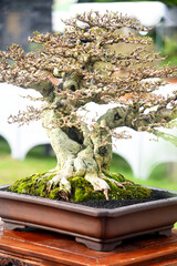 Fototapeta premium Bonsai tree in details and close up