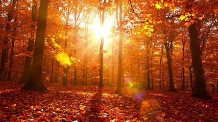 Misty Morning Amber Woods amber glow autumn Wide shot of a tranquil autumn forest path shrouded in a soft mist, with the rising sun