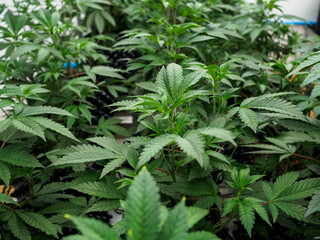 cannabis : indoor growing medical marijuana, green background of marijuana leaves is a plant for treatment and rest. cannabis, medicine and drug.